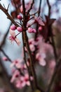 Pink Blossoms Amidst Dark Branches
