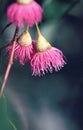 Pink blossoms of the Australian native Blue Gum, Eucalyptus leucoxylon Royalty Free Stock Photo