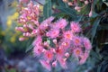 Pink blossoms of Australian native Corymbia gum tree Royalty Free Stock Photo