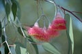 Pink blossoms of the Australian native Eucalyptus caesia Royalty Free Stock Photo