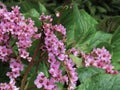 Pink Blossoms Beautiful macro up close