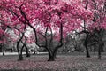 Pink blossoms blooming in black and white forest of spring trees in Central Park, New York City Royalty Free Stock Photo