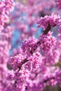 Pink Blossoms Blooming On Eastern Redbud Tree In Springtime Royalty Free Stock Photo