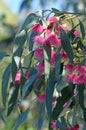 Pink blossoms and blue green leaves of the Australian native Blue Gum, Eucalyptus leucoxylon Royalty Free Stock Photo