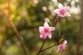 Pink blossoms with blurred soft green background. Royalty Free Stock Photo