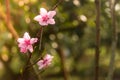 Pink blossoms with blurred soft green background. Royalty Free Stock Photo