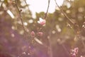 Pink blossoms with blurred soft green background. Royalty Free Stock Photo