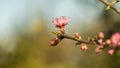 Pink blossoms with blurred soft green background. Royalty Free Stock Photo