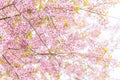 Pink blossoms on the branch with blue sky during spring blooming