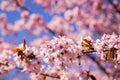 Pink blossoms on the branch with blue sky during spring blooming. Blooming cherry tree branches against a cloudy blue