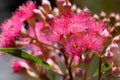 Pink blossoms and buds of the Australian native flowering gum tree Corymbia ficifolia, Family Myrtaceae Royalty Free Stock Photo