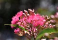 Pink blossoms and buds of the Australian native flowering gum tree Corymbia ficifolia, Family Myrtaceae Royalty Free Stock Photo