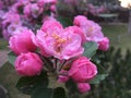 Pink Blossoms on a Crabapple Tree Royalty Free Stock Photo
