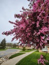 Pink blossoms of a crabapple tree Royalty Free Stock Photo