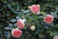 A twig of an English Rose pink blossoms Royalty Free Stock Photo