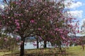 Pink Blossoms Flowering Orchid Tree