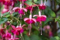 Pink blossoms of Fuchsia flower Royalty Free Stock Photo