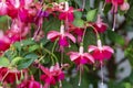 Pink blossoms of Fuchsia flower Royalty Free Stock Photo