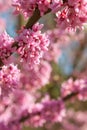 Pink Blossoms In Full Bloom On Eastern Redbud Tree