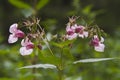 The pink blossoms of Indian balsam, Impatiens glandulifera