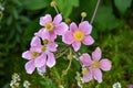 Japanese anemone tomentosa in the garden