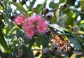 Pink blossoms and large gum nuts of the Australian native flowering gum tree Corymbia ficifolia Royalty Free Stock Photo