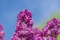 Pink blossoms of a lilac in front of blue sky Royalty Free Stock Photo
