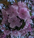 Pink Blossoms of May