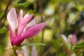 Pink blossoms over blurred green nature background with abstract sunny bokeh light Royalty Free Stock Photo