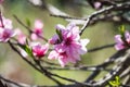Pink blossoms peach flowers on green Royalty Free Stock Photo