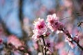 pink blossoms peach flowers on sky Royalty Free Stock Photo