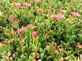 Pink blossoms on a succulent plant Royalty Free Stock Photo