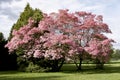Pink Blossoms Tree Spring Royalty Free Stock Photo