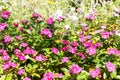 Pink blud geranium cinereum flower background, garden background Royalty Free Stock Photo