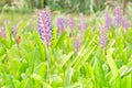 Pink blue Aechmea