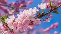 Pink blue background with cherry blossom tree macro detail Royalty Free Stock Photo