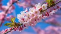 Pink blue background with cherry blossom tree macro detail