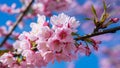 Pink blue background with cherry blossom tree macro detail