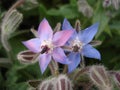 Pink and blue Borage flowers. Borago officinalis. Royalty Free Stock Photo