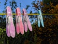 Pink and blue clothes pegs hanging on a washing line Royalty Free Stock Photo