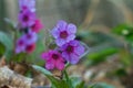 Pink and blue colourful flowers of unspotted lungwort, Pulmonaria obscura, early spring on a wood meadow Royalty Free Stock Photo