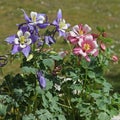 Pink and blue columbine flower Royalty Free Stock Photo