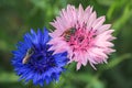 Pink and blue cornflower with bees Royalty Free Stock Photo