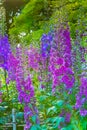 Pink Blue Delphinium Van Dusen Garden Vancouver British Columbia Canada