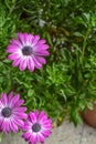 Pink blue-eyed daisy bush Osteospermum