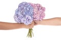 Pink and blue flower hydrangea in hands (Clipping path) Royalty Free Stock Photo