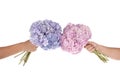 Pink and blue flower hydrangea in hands (Clipping path) Royalty Free Stock Photo