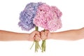 Pink and blue flower hydrangea in hands (Clipping path) Royalty Free Stock Photo