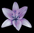 Pink-blue flower lily on a black isolated background with clipping path no shadows. Closeup. Royalty Free Stock Photo