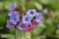 Pink and blue flower lungwort pulmonaria Royalty Free Stock Photo